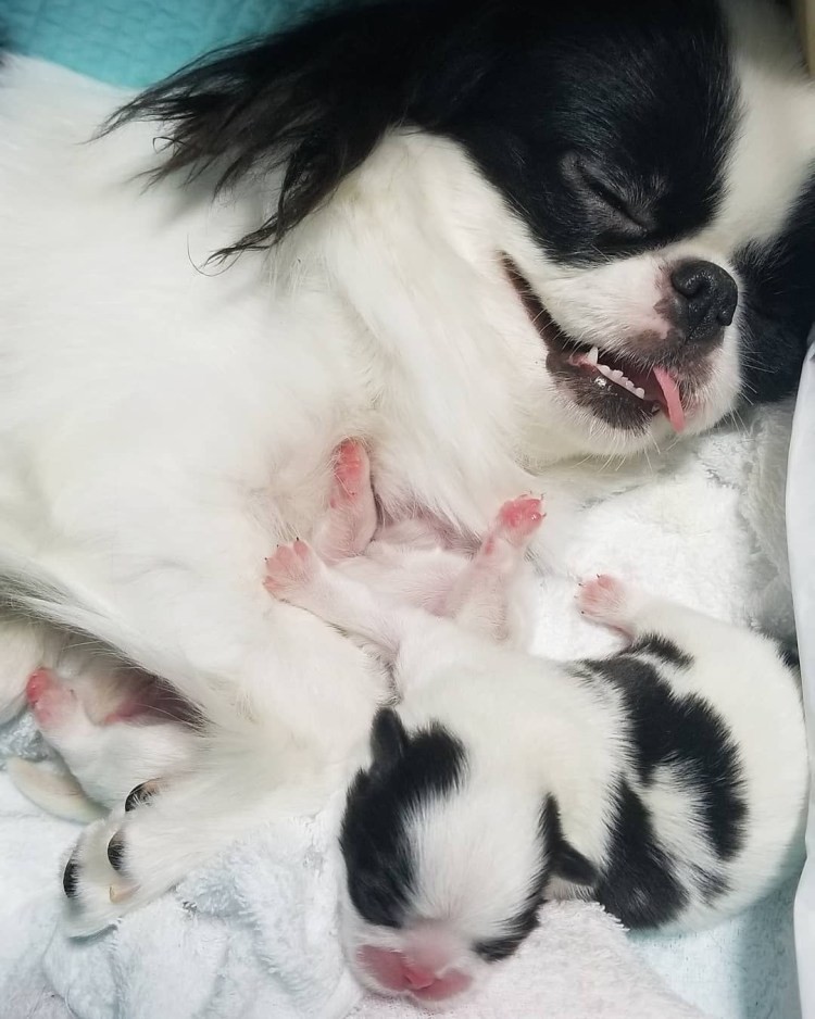 Донхуа купается