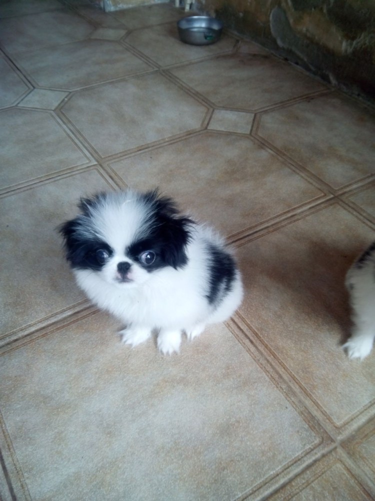 Бонифаций собака