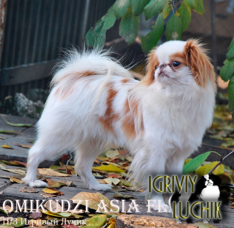 Пекинес Хин