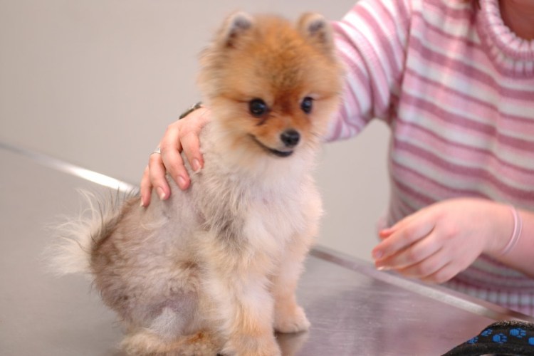 Детская линька у шпица