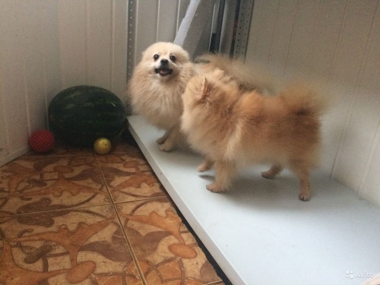 Если совместить шпица и Айку