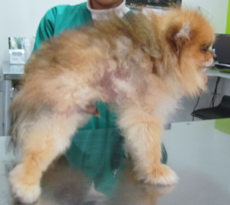 Линька у шпица