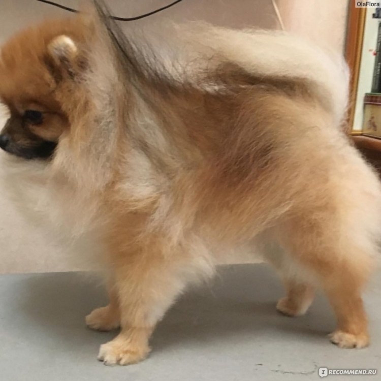 Ожирение шпиц померанский