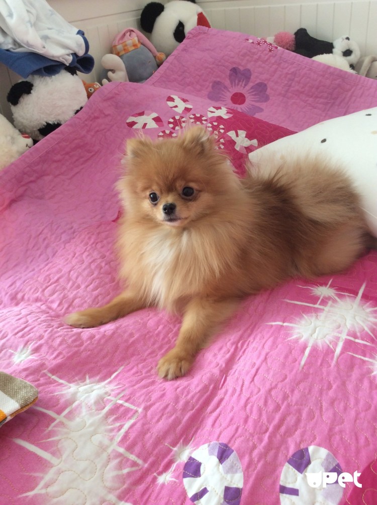 Окрас щенков померанского шпица до и после линьки