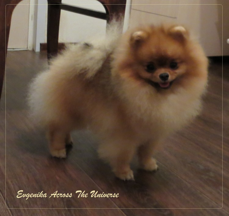 Шпиц полинял