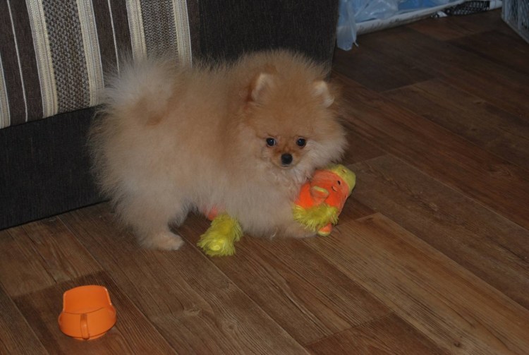 Лапы шпица померанского