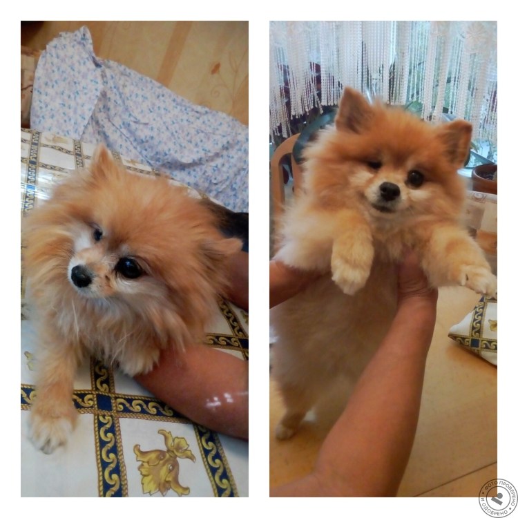 Первая линька у шпица