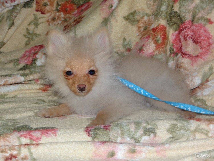 Шпиц собака натуральные волосы