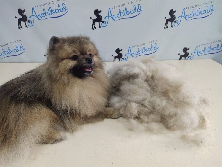 Померанский шпиц пырзик