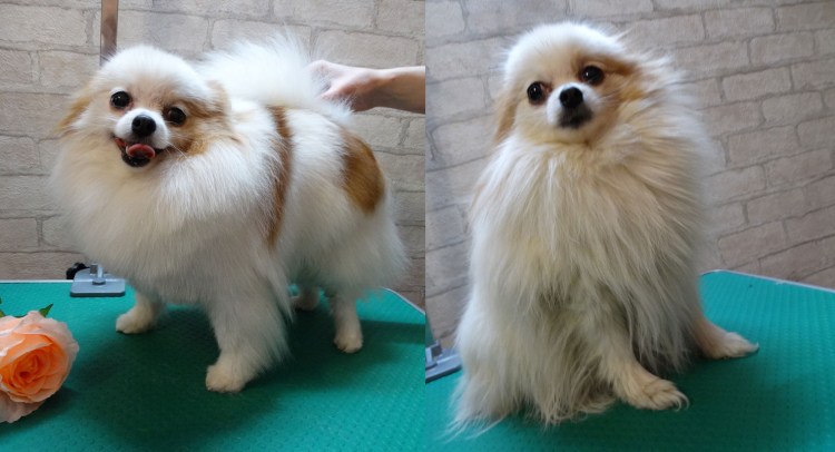 Мини померанский шпиц игрушечного типа