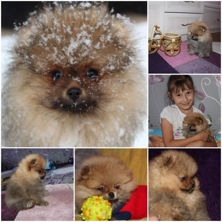 Померанский шпиц пырзик