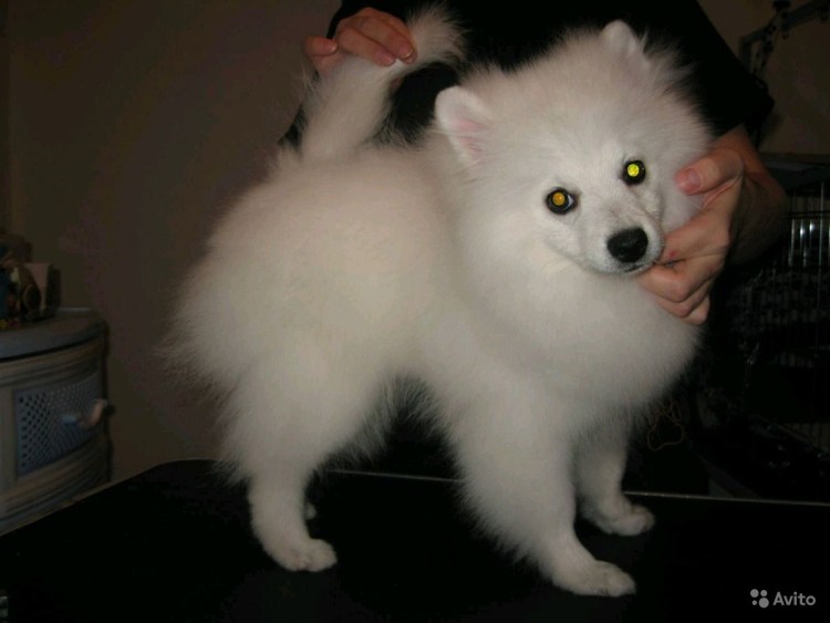 Юниорская линька у шпицев