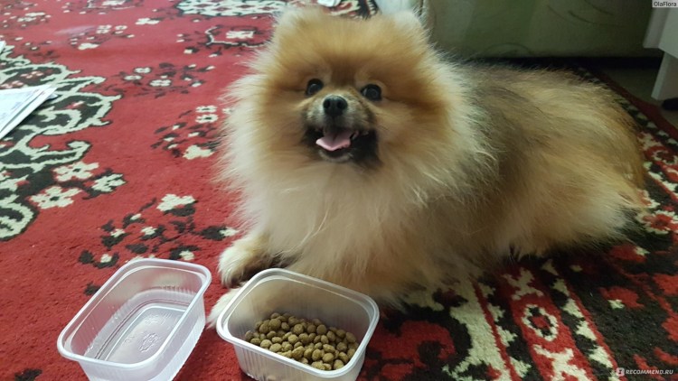 Померанский шпиц 4 месяца