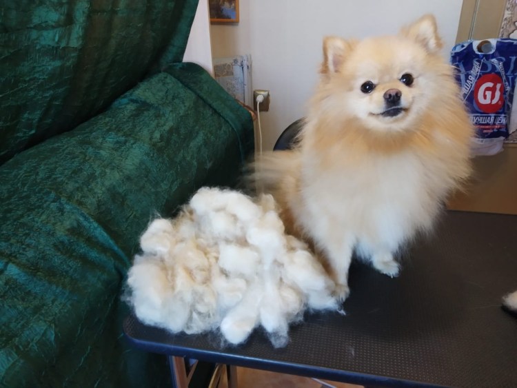 Смена шерсти у шпица