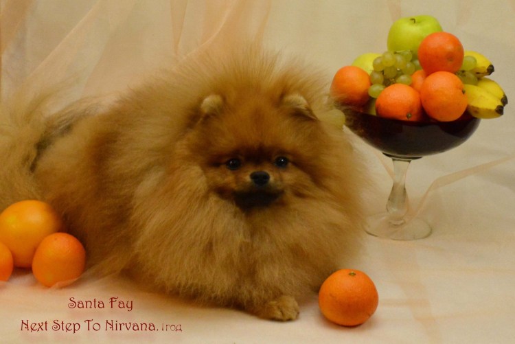 Щенок шпица в линьке