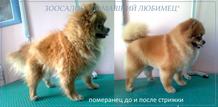 Шпиц расцветка колли