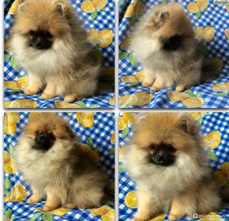 Шпиц у парикмахера