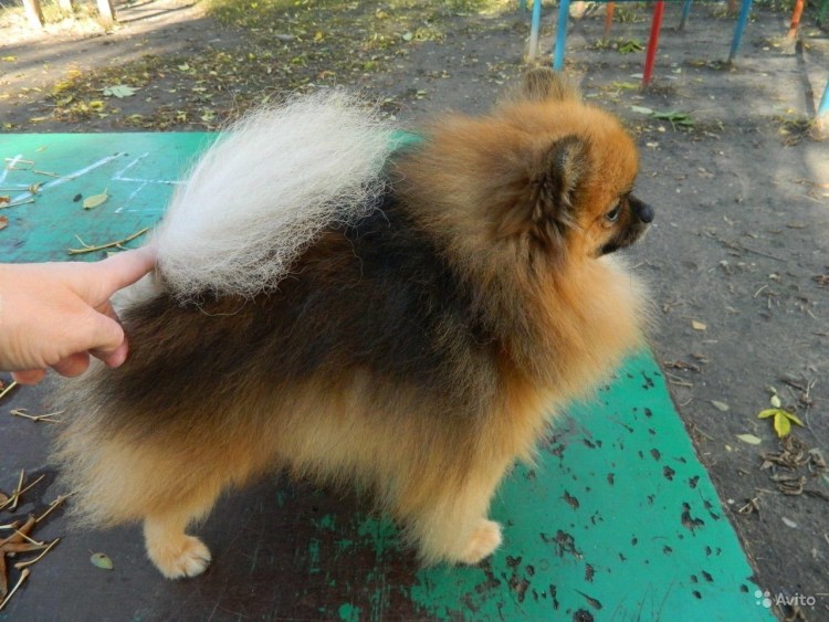 Шпиц не пушистый