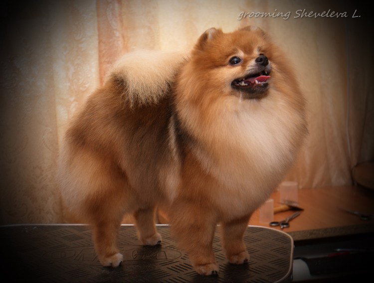 Юниорская линька у шпицев