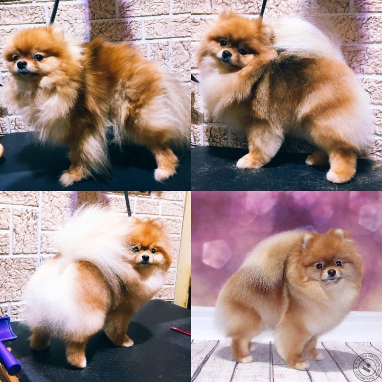 Сильная линька