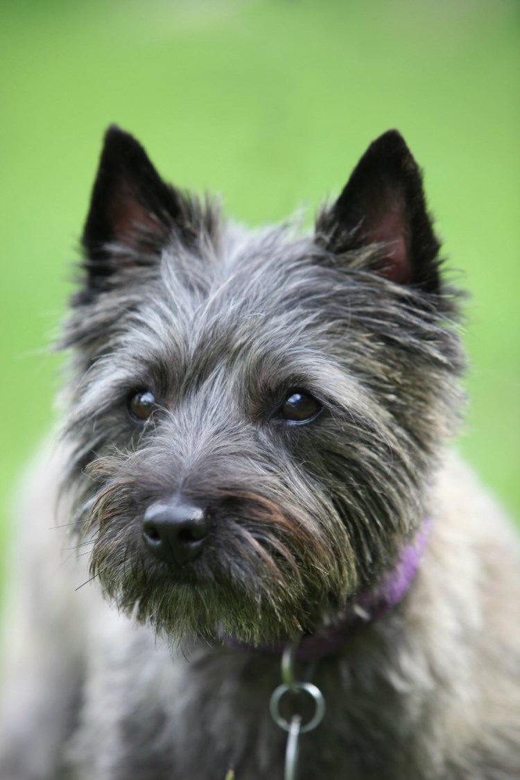 Тотошка из изумрудного города порода собаки