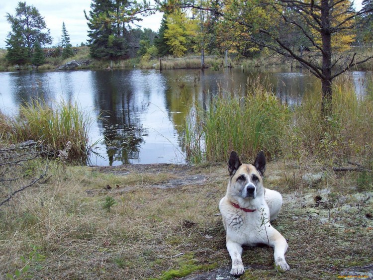 Мускулистая овчарка у озера