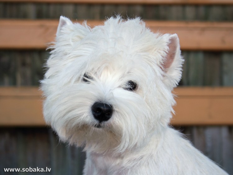 Вест-хайленд-Уайт-терьер Юлии Высоцкой