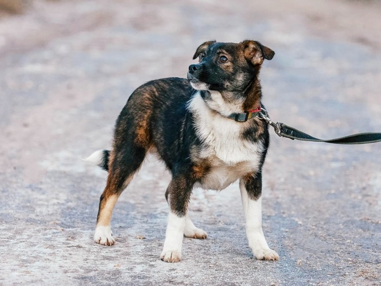 Вест хайленд Вайт терьер