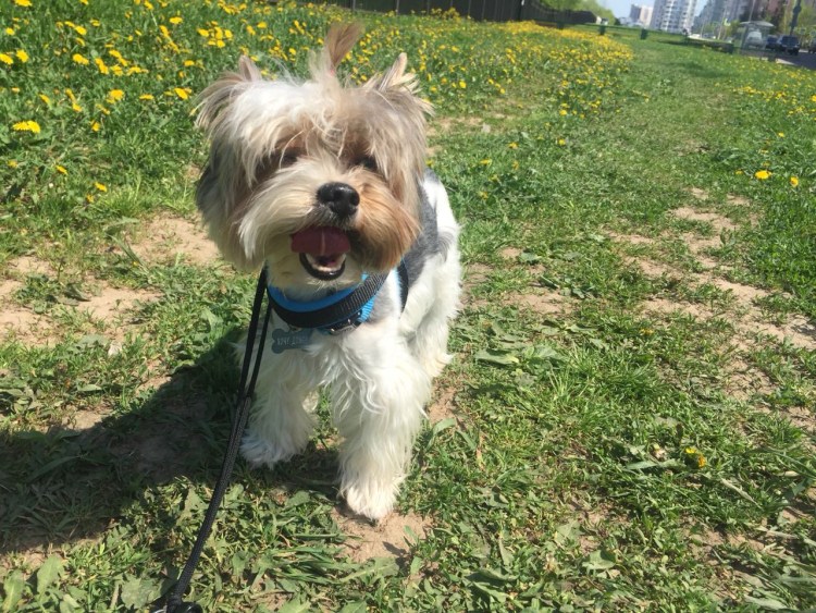 Тотошка фото