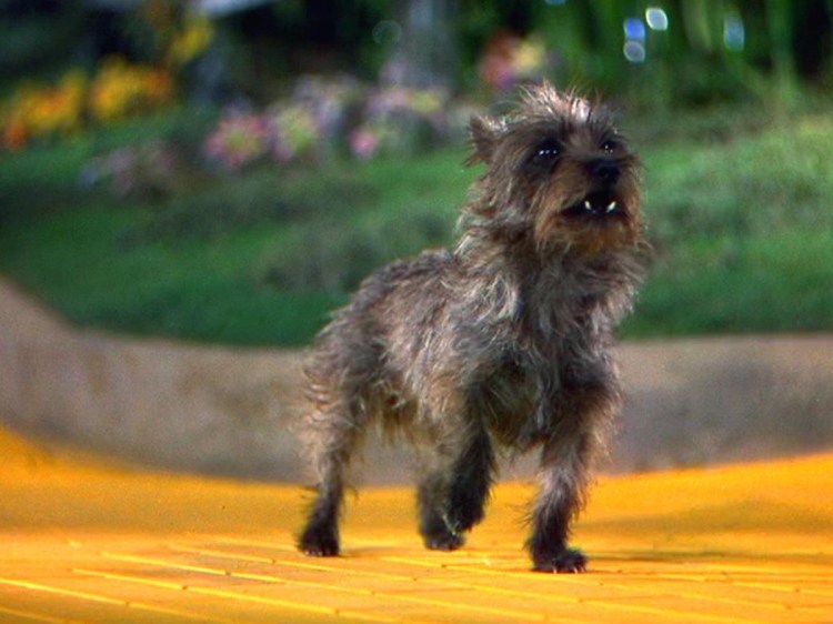 Керн-терьер Тотошка