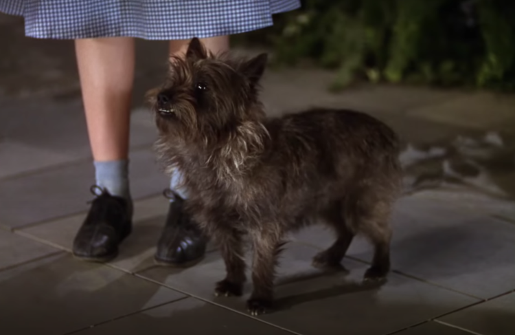 Тотошка из изумрудного