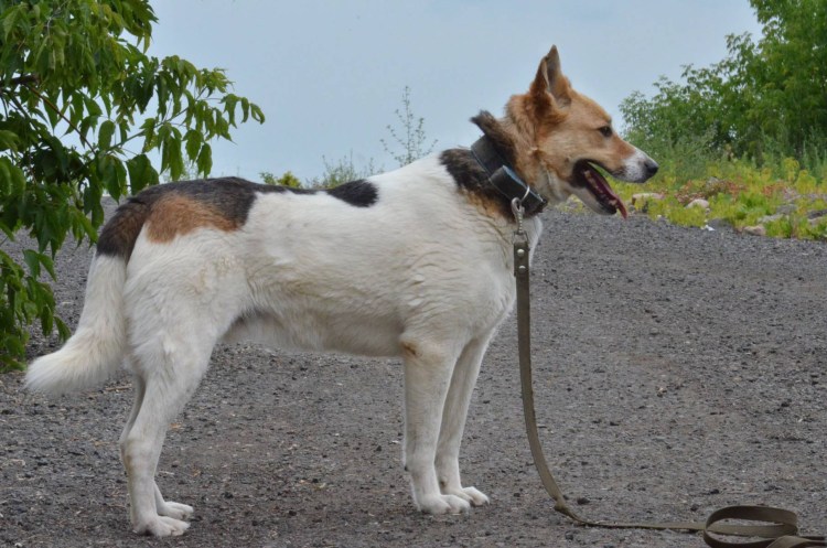 «Волшебник из страны оз» собачка тото