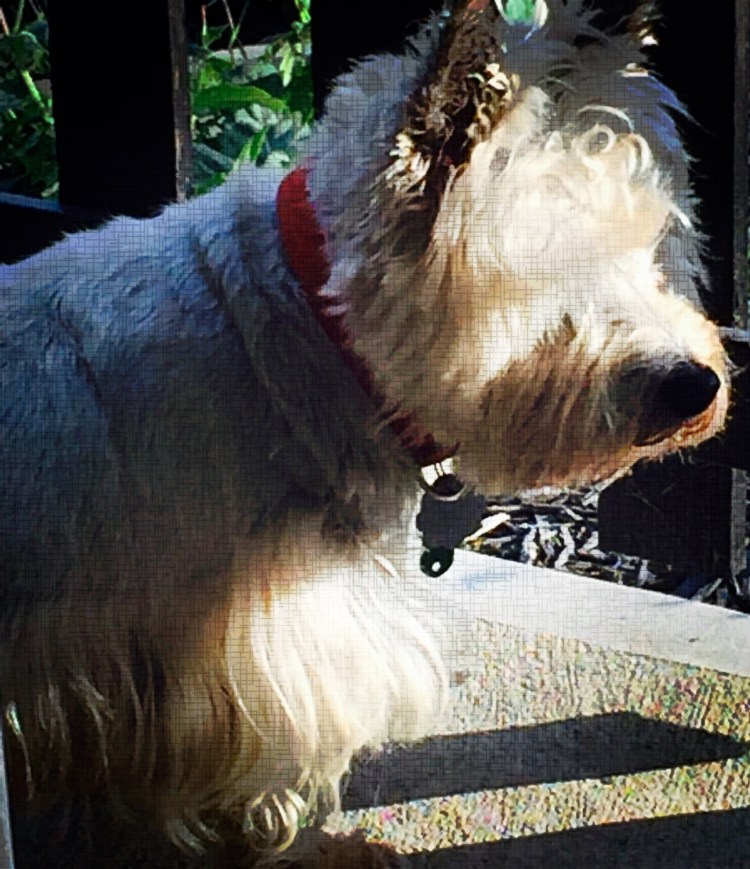 Тото собака