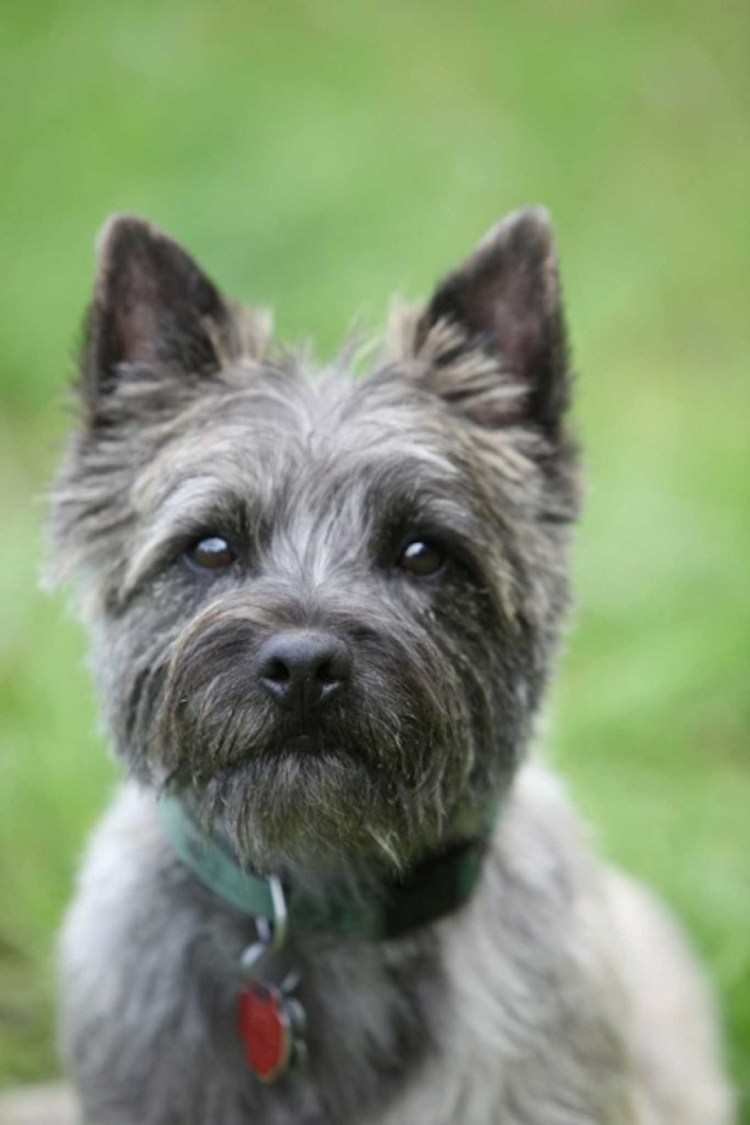 Керн-терьер Тотошка