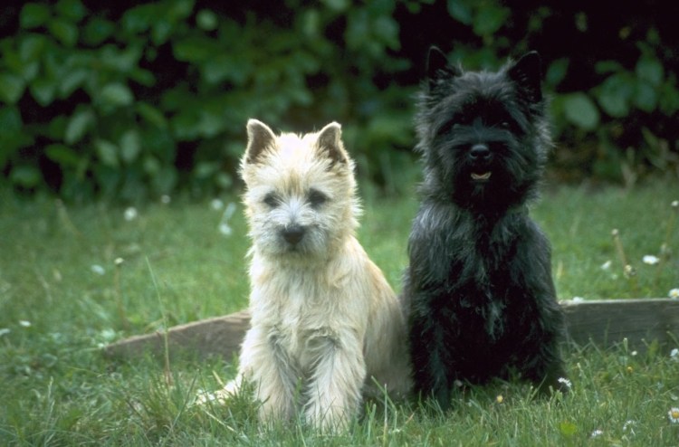 Керн-терьер Тотошка