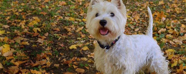 Собачка Тотошка