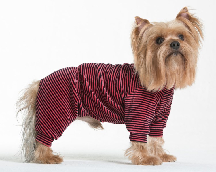 Комбинезон для собак Yoriki