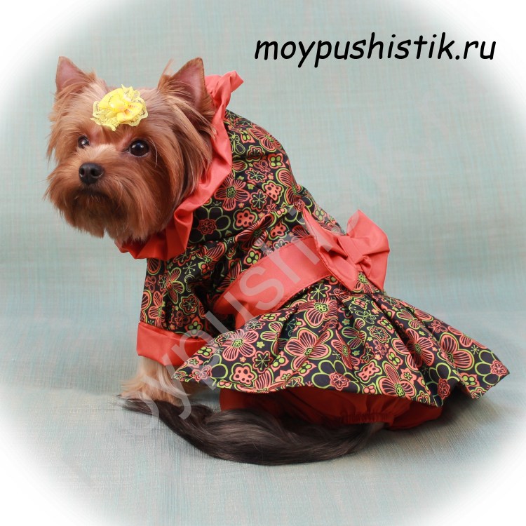 Наряды для йорков