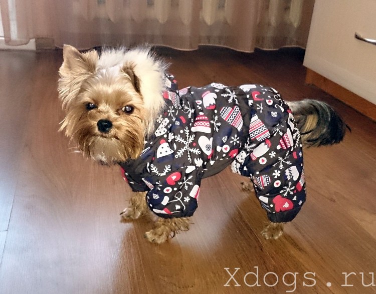 Комбинезоны для йорков девочек