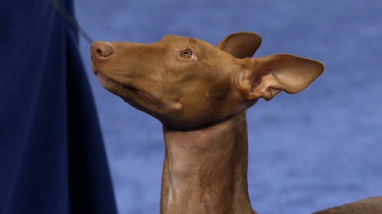 Порода Чирнеко дель Этна