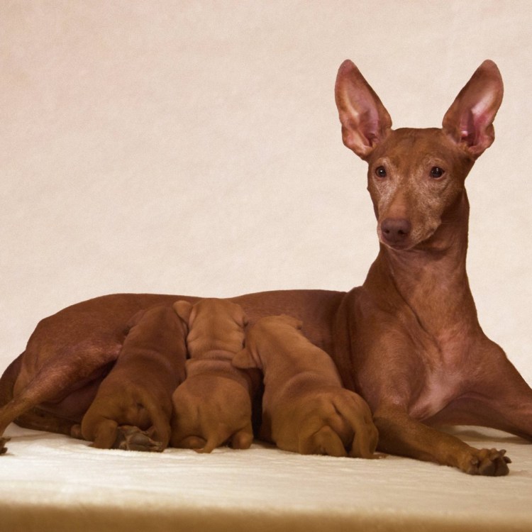 Порода фараон хаунд