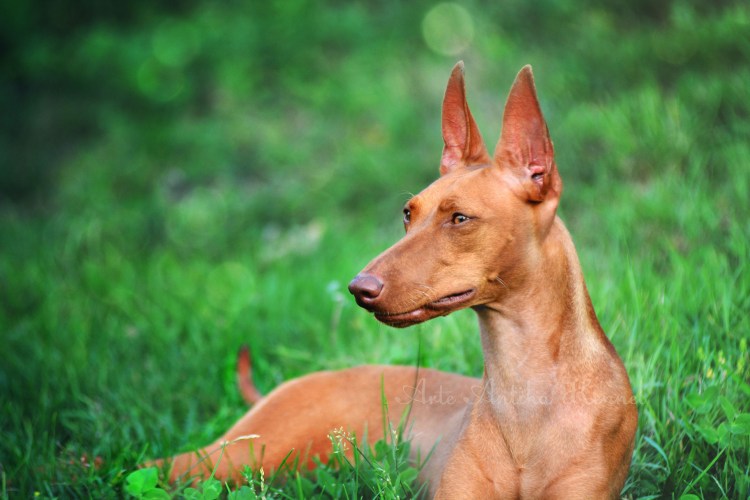 Поденко Канарио