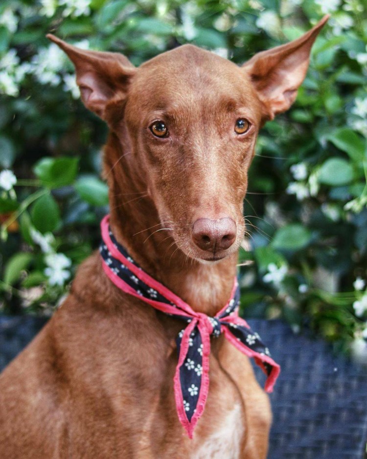 Фараонова собака похожие породы