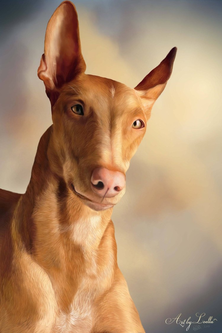 Ксолоитцкуинтли белый