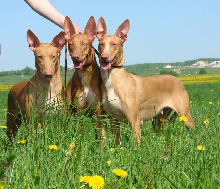 Ксолоитцкуинтли Анубис