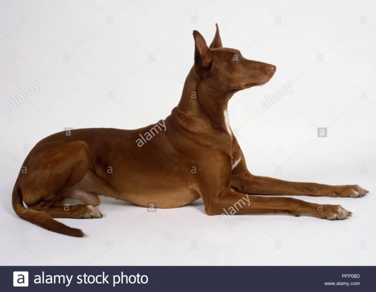 Собака египетских фараонов