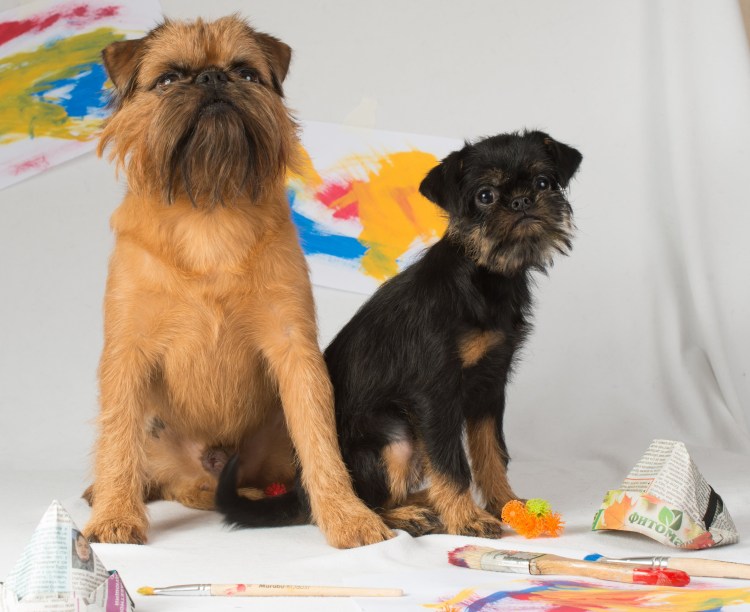 Бельгийский гриффон щенок