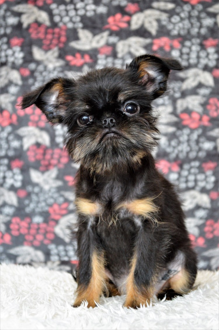 Бельгийский гриффон