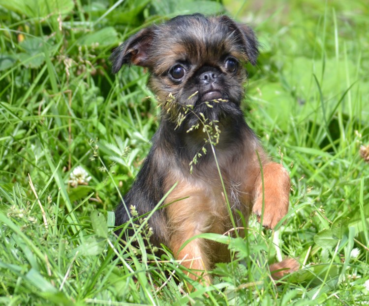 Брюссельский гриффон
