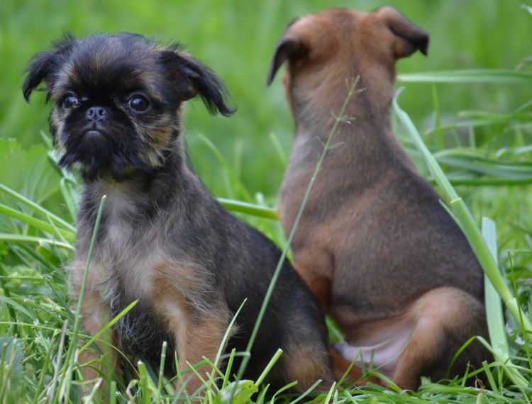 Брюссельский гриффон собака